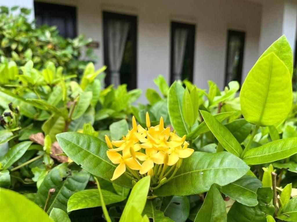 Baan Chuengkao Resort Ranong Dış mekan fotoğraf